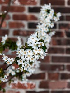 Preview wallpaper bird cherry, flowers, branch