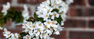 Preview wallpaper bird cherry, flowers, branch