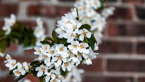 Preview wallpaper bird cherry, flowers, branch