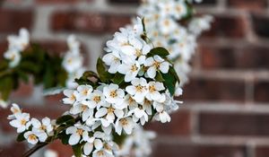 Preview wallpaper bird cherry, flowers, branch