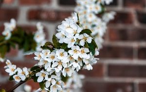 Preview wallpaper bird cherry, flowers, branch