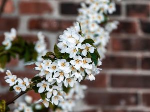 Preview wallpaper bird cherry, flowers, branch