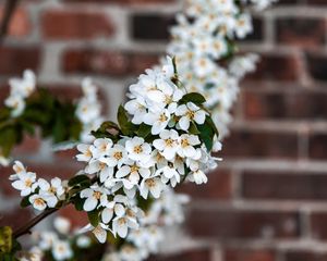 Preview wallpaper bird cherry, flowers, branch