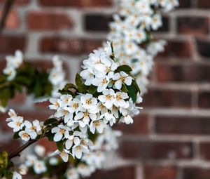 Preview wallpaper bird cherry, flowers, branch