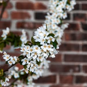 Preview wallpaper bird cherry, flowers, branch