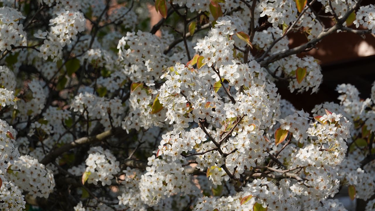 Wallpaper bird cherry, flowers, branches, white