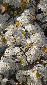 Preview wallpaper bird cherry, flowers, branches, white