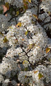 Preview wallpaper bird cherry, flowers, branches, white