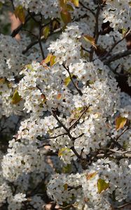 Preview wallpaper bird cherry, flowers, branches, white