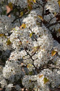 Preview wallpaper bird cherry, flowers, branches, white