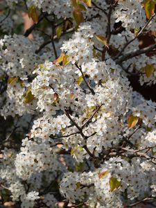 Preview wallpaper bird cherry, flowers, branches, white