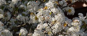 Preview wallpaper bird cherry, flowers, branches, white