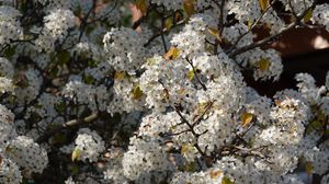 Preview wallpaper bird cherry, flowers, branches, white