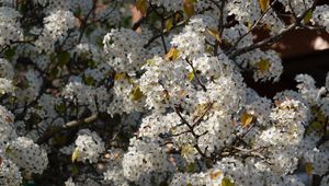 Preview wallpaper bird cherry, flowers, branches, white