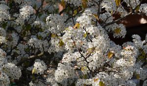 Preview wallpaper bird cherry, flowers, branches, white