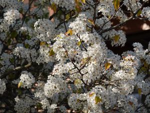 Preview wallpaper bird cherry, flowers, branches, white