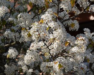 Preview wallpaper bird cherry, flowers, branches, white