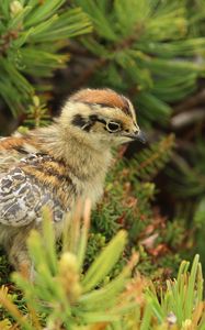 Preview wallpaper bird, chick, grass, sit