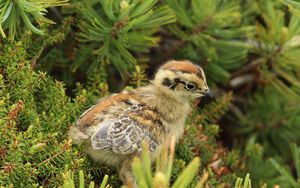 Preview wallpaper bird, chick, grass, sit