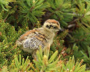 Preview wallpaper bird, chick, grass, sit