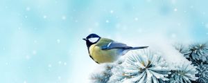 Preview wallpaper bird, chickadee, spruce, snow