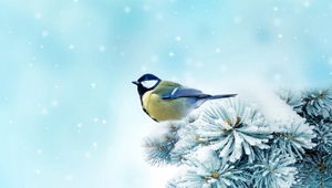 Preview wallpaper bird, chickadee, spruce, snow