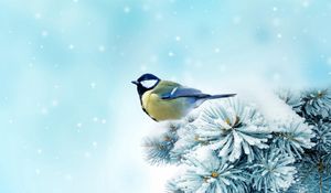 Preview wallpaper bird, chickadee, spruce, snow