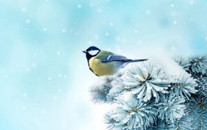 Preview wallpaper bird, chickadee, spruce, snow