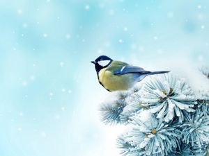 Preview wallpaper bird, chickadee, spruce, snow