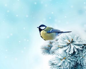 Preview wallpaper bird, chickadee, spruce, snow