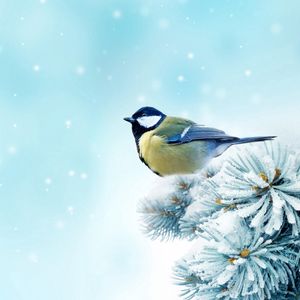 Preview wallpaper bird, chickadee, spruce, snow