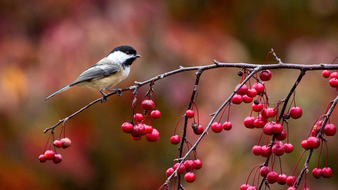 Wallpaper bird, chickadee, titmouse, branch, berries, autumn