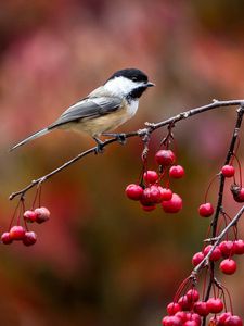 Preview wallpaper bird, chickadee, titmouse, branch, berries, autumn