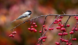 Preview wallpaper bird, chickadee, titmouse, branch, berries, autumn