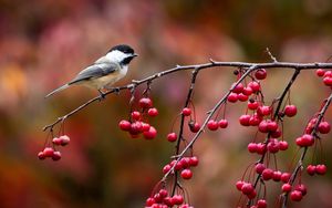 Preview wallpaper bird, chickadee, titmouse, branch, berries, autumn