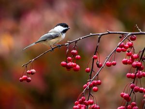 Preview wallpaper bird, chickadee, titmouse, branch, berries, autumn