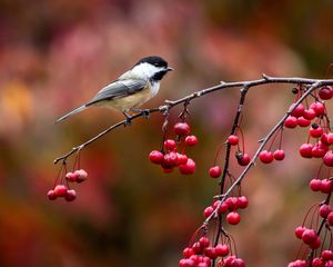 Preview wallpaper bird, chickadee, titmouse, branch, berries, autumn