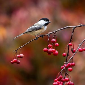 Preview wallpaper bird, chickadee, titmouse, branch, berries, autumn