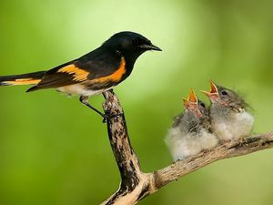 Preview wallpaper bird, chicks, nest, caring, branch
