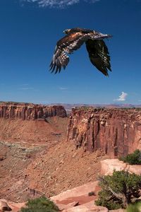 Preview wallpaper bird, cliff, predator, flight