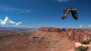 Preview wallpaper bird, cliff, predator, flight