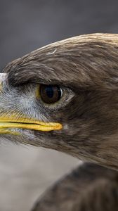 Preview wallpaper bird, close-up, feathers, white, head, beak, profile