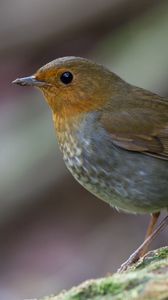 Preview wallpaper bird, close-up, stone, moss