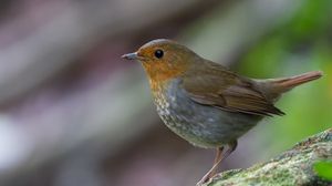 Preview wallpaper bird, close-up, stone, moss