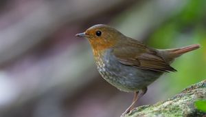 Preview wallpaper bird, close-up, stone, moss