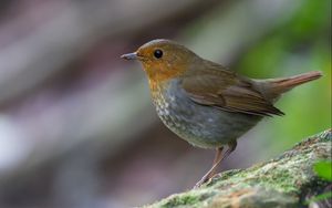 Preview wallpaper bird, close-up, stone, moss