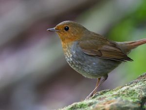 Preview wallpaper bird, close-up, stone, moss