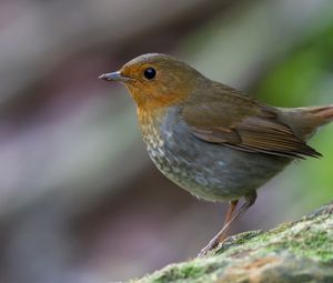 Preview wallpaper bird, close-up, stone, moss