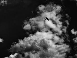 Preview wallpaper bird, clouds, bw, flight, sky