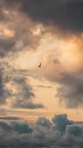 Preview wallpaper bird, clouds, sky